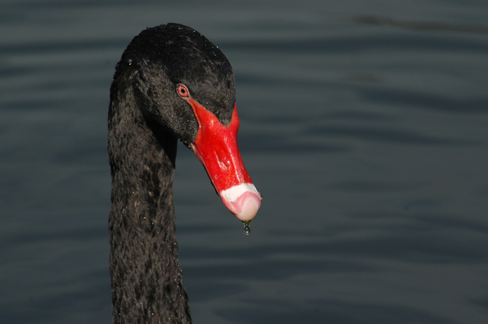 Black Swan :: Click for previous photo