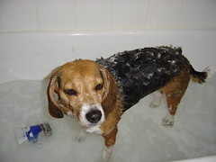Augustus takes a bath.