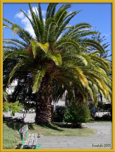 Our Park Palm Tree