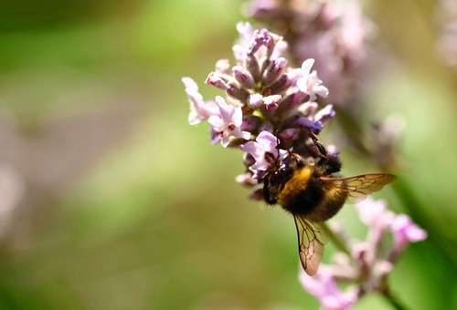 Bumble Bee - 4