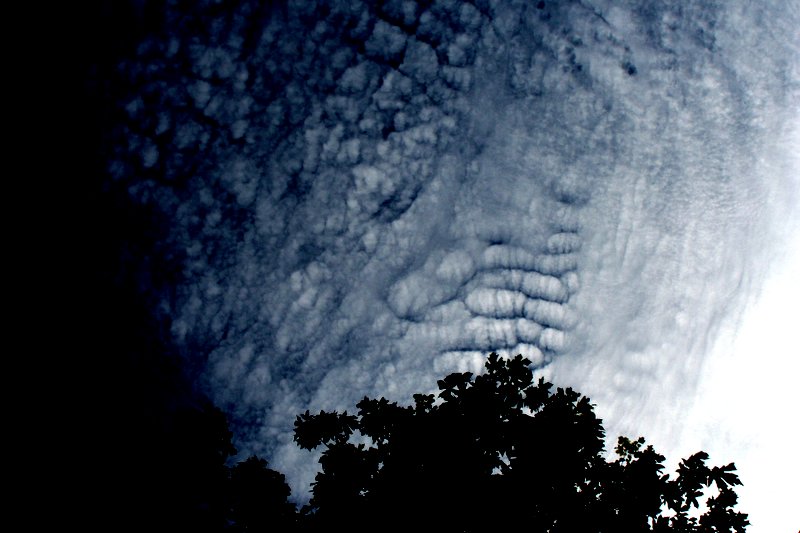 Clouds, Sky and Canopy - Council Crest, OR