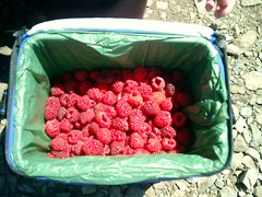 raspberries_blurry