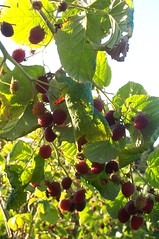 berries06m