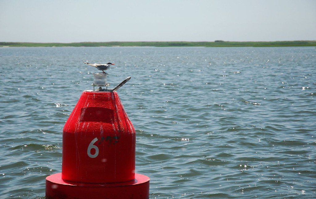 tern on buoy 6