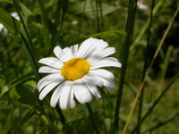 Summer daisy