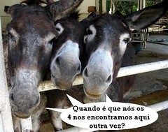 4 burros