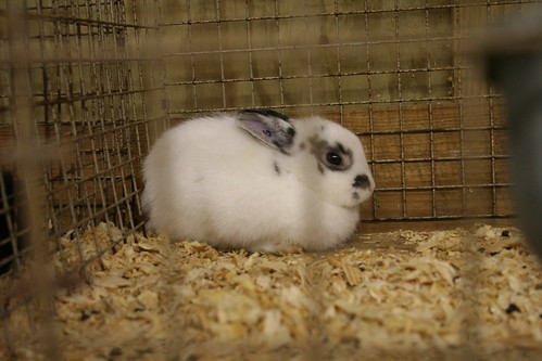 Dwarf bunny
