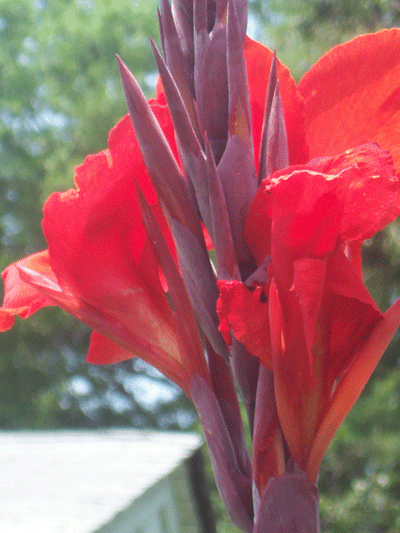 Red-Lily