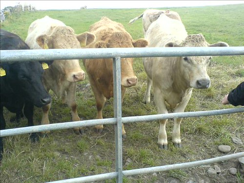 Feeding Clare Cows