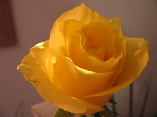 Yellow Rose Macro
