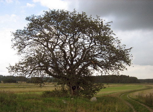 That Old Tree (August 25th)
