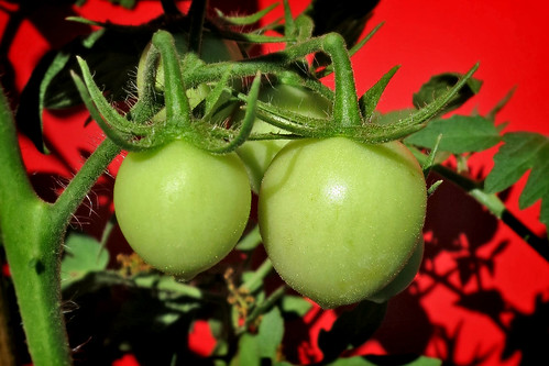 Tomatoes Late May 2012