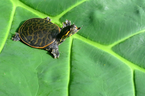 Baby Soft Shell Turtle