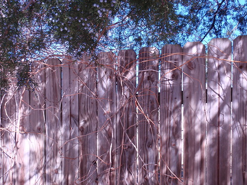 Fence with Trees and Shadow