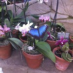Emma took pictures of all the butterflies<br/>14 Jan 2012