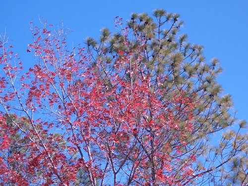 Trees with Color