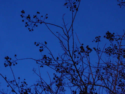 Tree Branches at Dusk