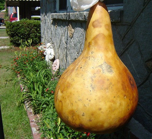 drying gourd