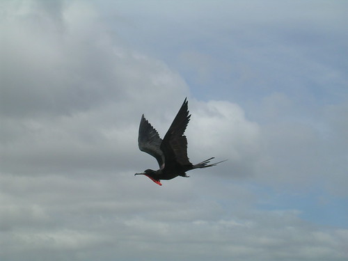 A Male Frigate Bird in Flight, Galapagos Islands, Ecuador