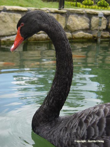 Black-swan