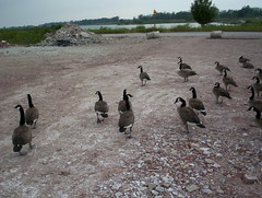 March of the Geese