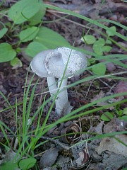 white mushrooms (july)