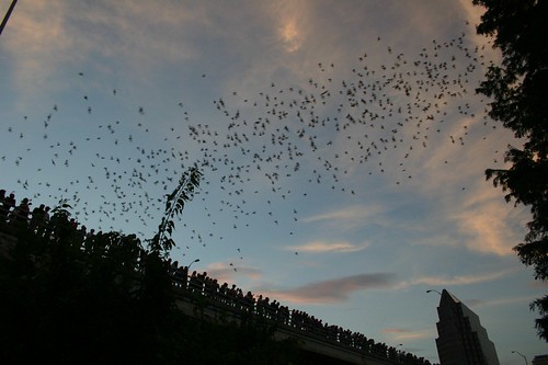 Bats Emerging