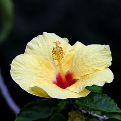 Yellow/Red Hibiscus