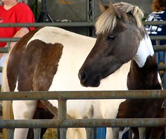 Horse in the petting zoo