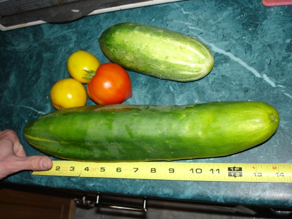 HUGE cucumber from our garden!