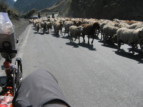 Moving the herds on the way to Houxia, China / 家畜を移動させる - ホウシャ町へ向かって(中国)