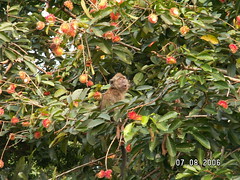 Rambutan Tree (13)