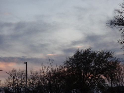 January 29 2011 Trees and Melancholy Sky