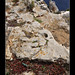 Formentera - La sargantana i la gavina, Formentera
