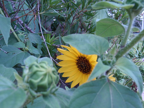 Hidden Sunflower