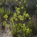 Formentera - Marsh plants