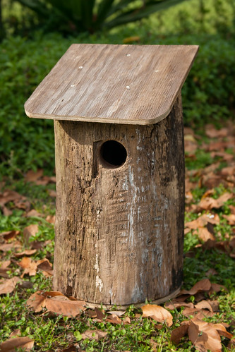 Log Bird Home