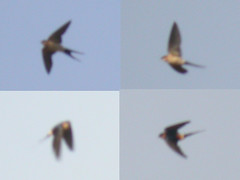 Red-rumped Swallow, W of Mértola (Portugal), 26-Apr-06