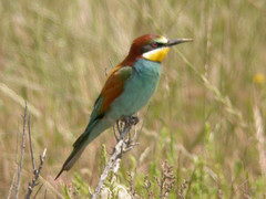 Bee-eater, Castro Marim (Portugal), 27-Apr-06