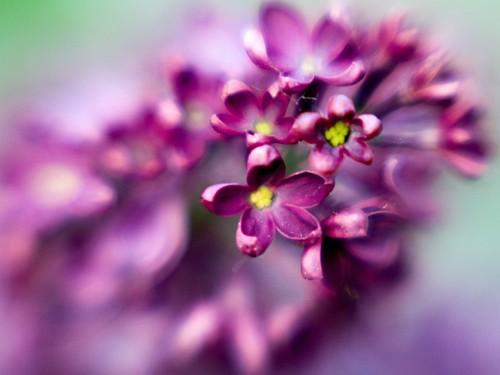 Purple Lilacs shot with the Lensbaby