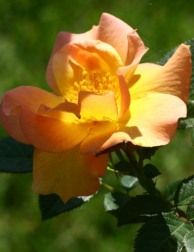 Second rose