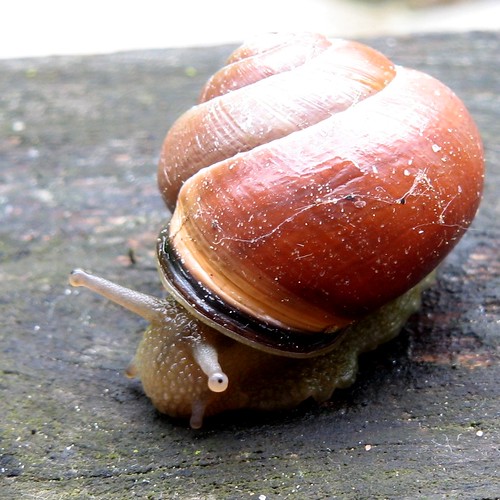 Snail on the doorstep I