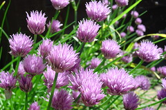 Chives #2