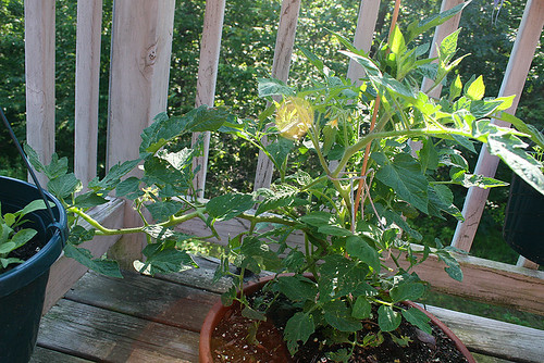 Deck Garden (7-1-06) - 3 - recovered tomato