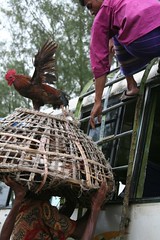 Chicken basket 2
