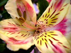 Alstroemaria Lily