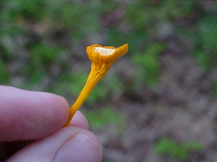 Flame-colored Chanterelle (Cantharellus ignicolor)