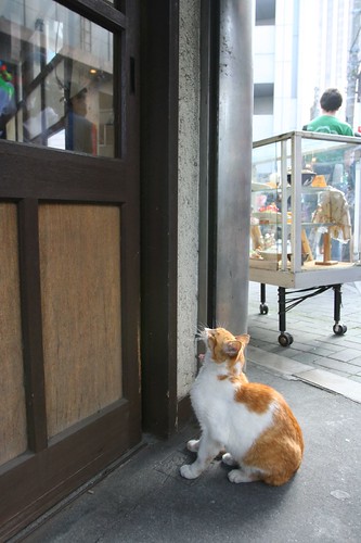 A cat living in Asakusa