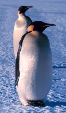 emperor_penguin