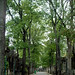 蒙馬特墓園中綠樹成蔭的幽靜小徑